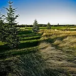 Golf Lisia Polana